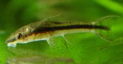 Otocinclus hasemani